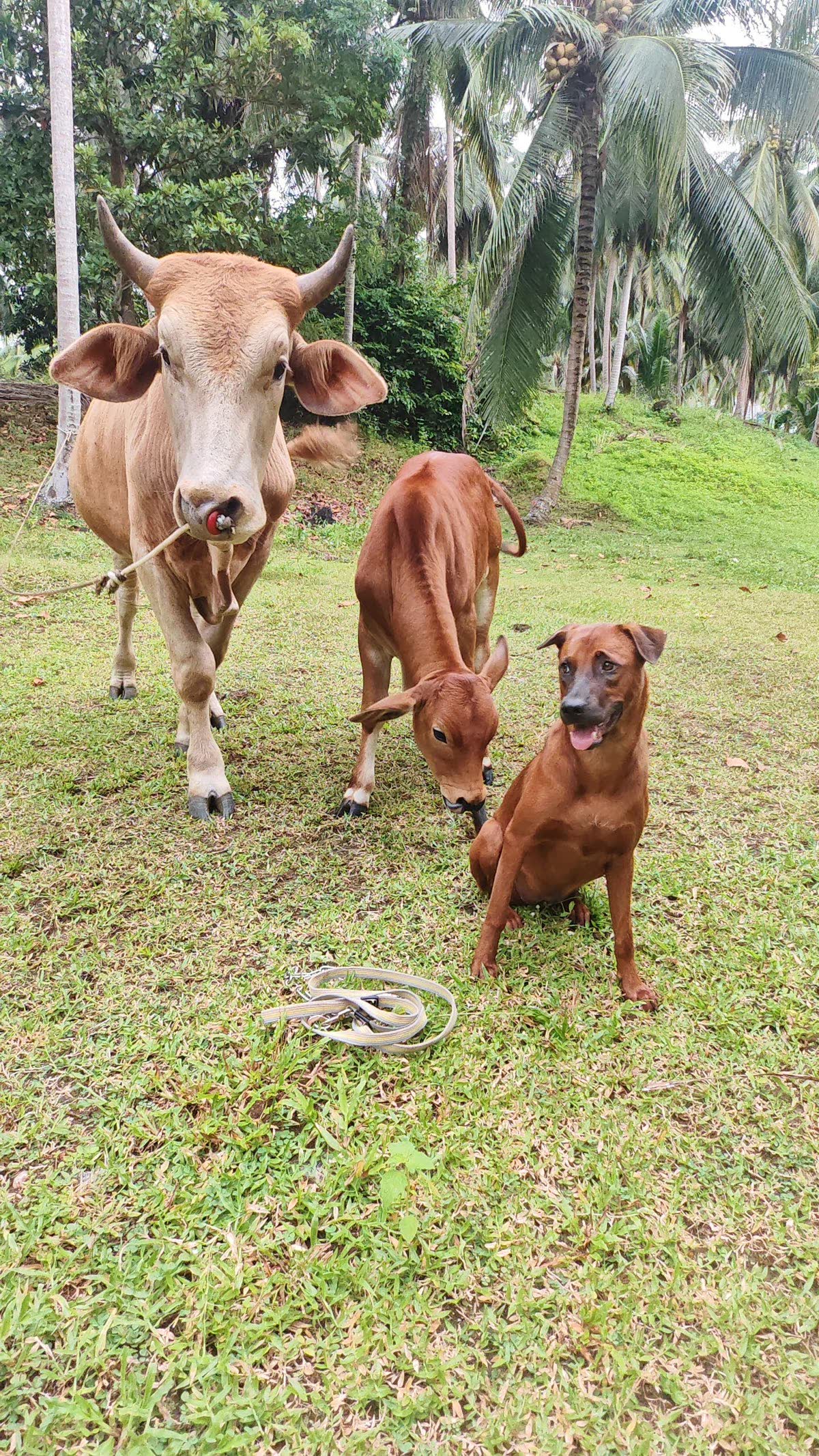 Cows